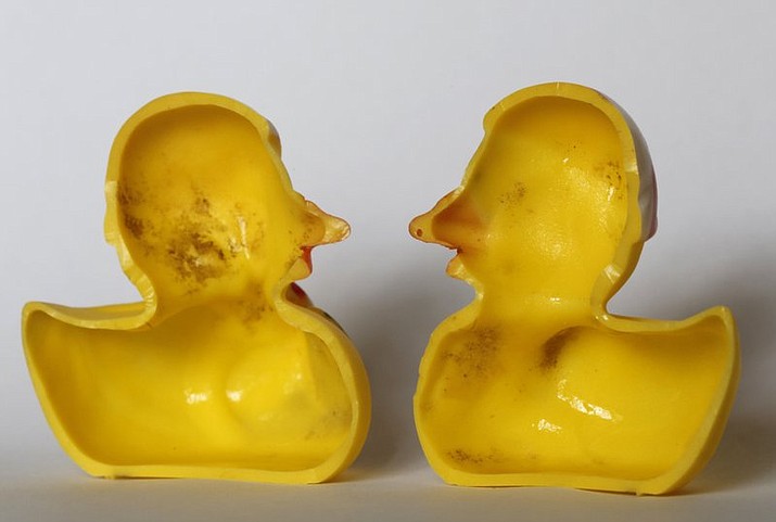 The March 27, 2018 photo shows the inside of a rubber duck after it was cut open for the photo in Nauen, Germany. Swiss researchers now say the cute, yellow bath-time friends harbor a dirty secret: Microbes swimming inside. The Swiss Federal Institute of Aquatic Science and Technology says researchers turned up “dense growths of bacteria and fungi” on the insides of toys like rubber ducks and crocodiles.( AP Photo/Ferdinand Ostrop)

