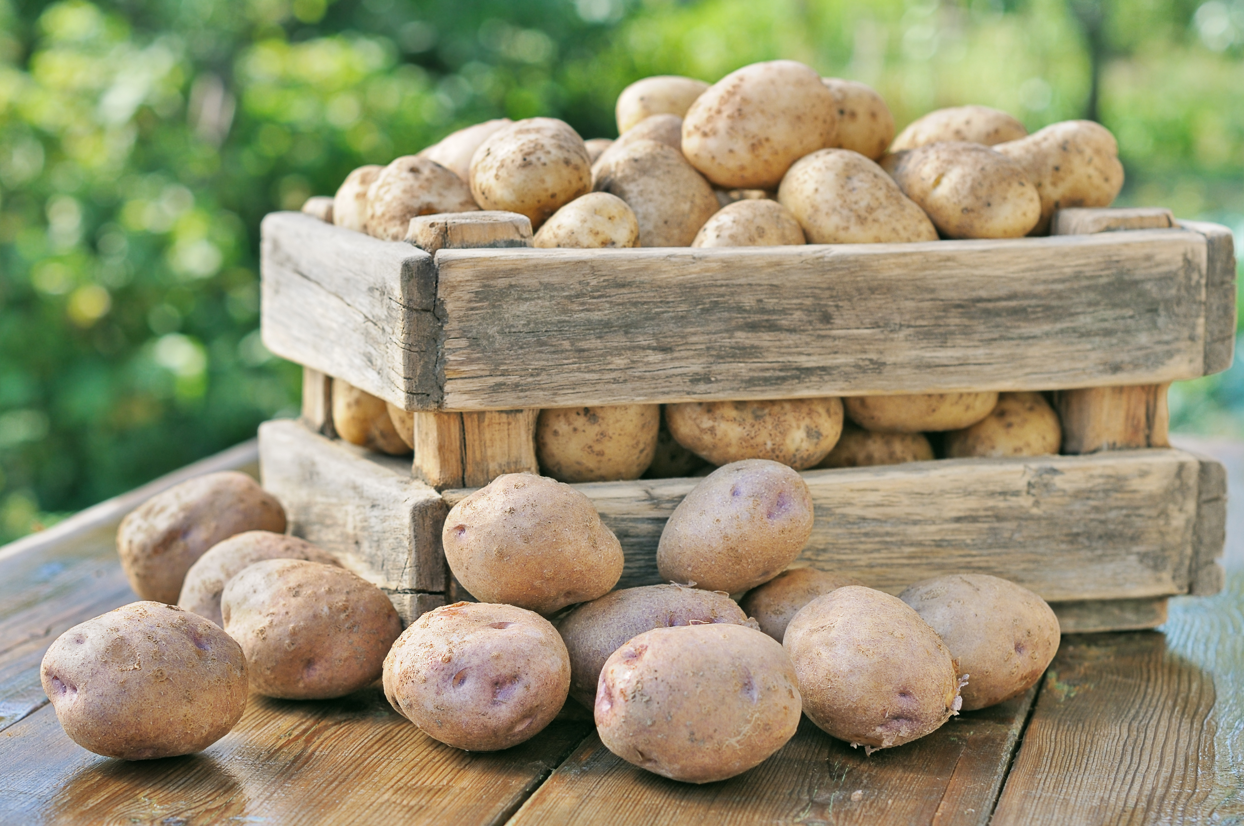 Картофель первого урожая. Картофель. Урожай картофеля. Хранение картофеля. Красивая картошка.