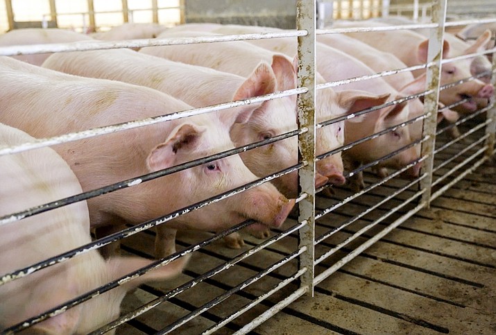 In this March 26, 2018 photo, farmer Jeff Rehder looks over some of his pigs, in Hawarden, Iowa. Rehder stands to lose potential revenue on his hogs after China responded to Trump's announced plans to impose tariffs on products including Chinese steel, with a threat to tag U.S. products, including pork, with an equal 25-percent charge. (AP Photo/Nati Harnik)

