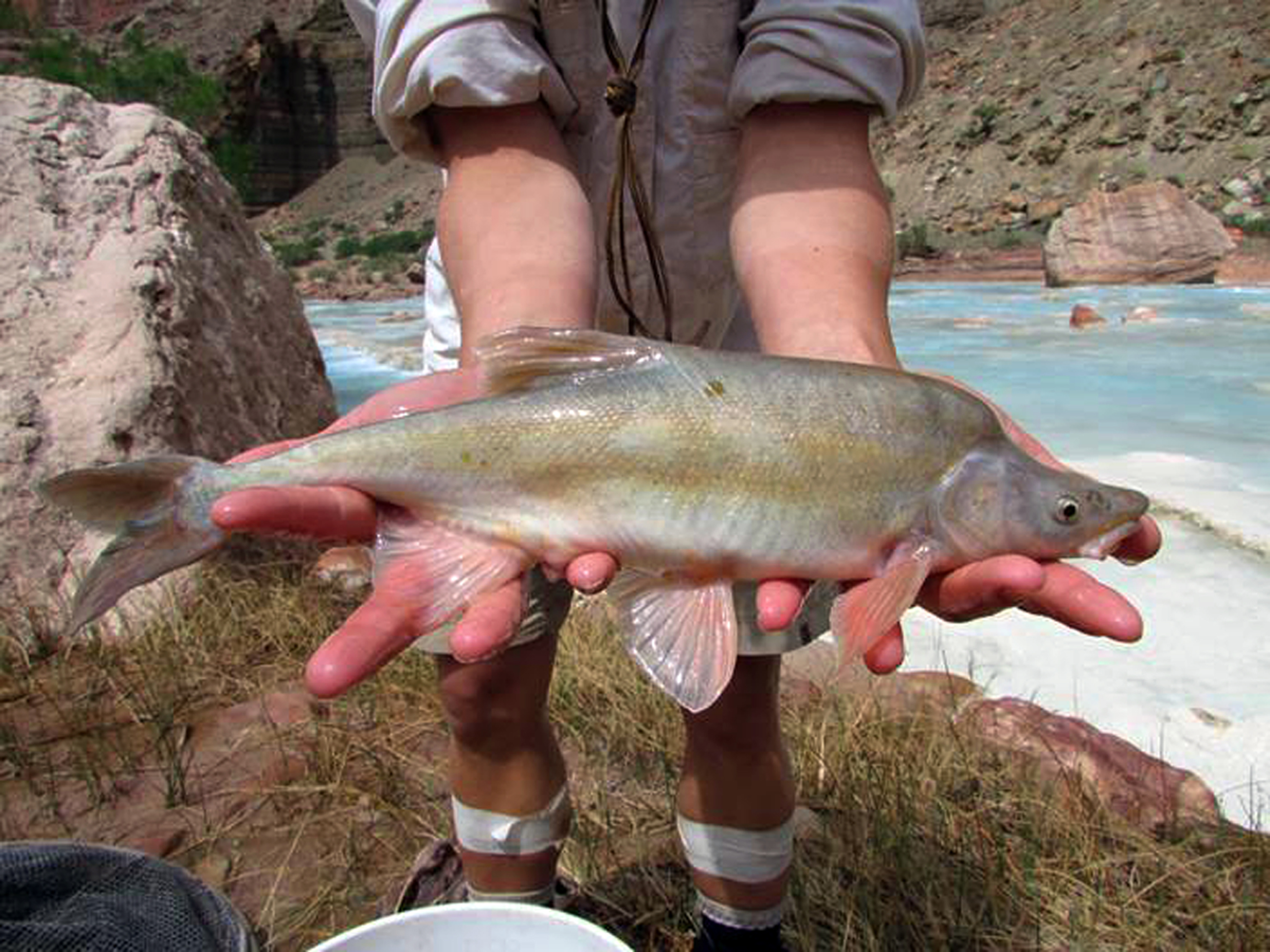 USFWS: Endangered Colorado River fish no longer an extinction risk | Grand Canyon News | Grand