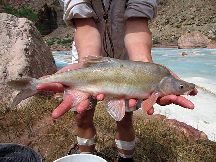 This undated photo provided by the U.S. Fish and Wildlife Service shows a humpback chub in the Colorado River basin in Grand Canyon National Park. The USFWS said the fish is no longer considered on the brink of extinction and will consider reclassifying the humpback chub as threatened within the next year. (Travis Francis/U.S. Fish and Wildlife Service via AP) 