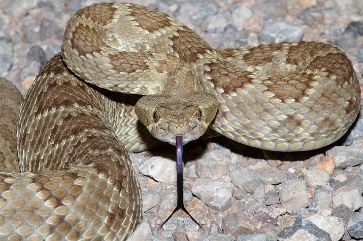There are 13 rattlesnake species in Arizona and four common species in Verde Valley.  