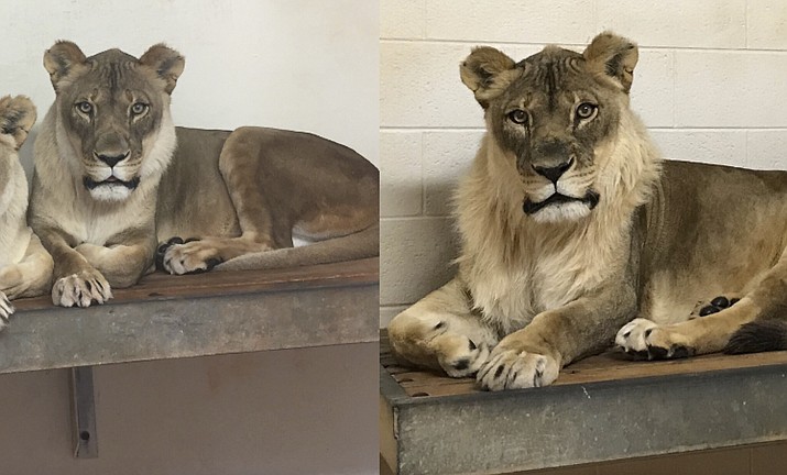 These photos provided by the Oklahoma City Zoo taken, March 25, 2017, left, and Nov. 23, 2017, right, show Bridget, a lioness that has grown a mane. The Oklahoma City Zoo says the 18-year-old African lioness has died. The zoo says that Bridget was euthanized Wednesday, April 4, 2018, after a veterinary team determined she was likely suffering from heart failure or infection. The zoo says Bridget had been lethargic, not eating and appeared to be in pain. (Amanda Sorenson/Oklahoma City Zoo via AP)

