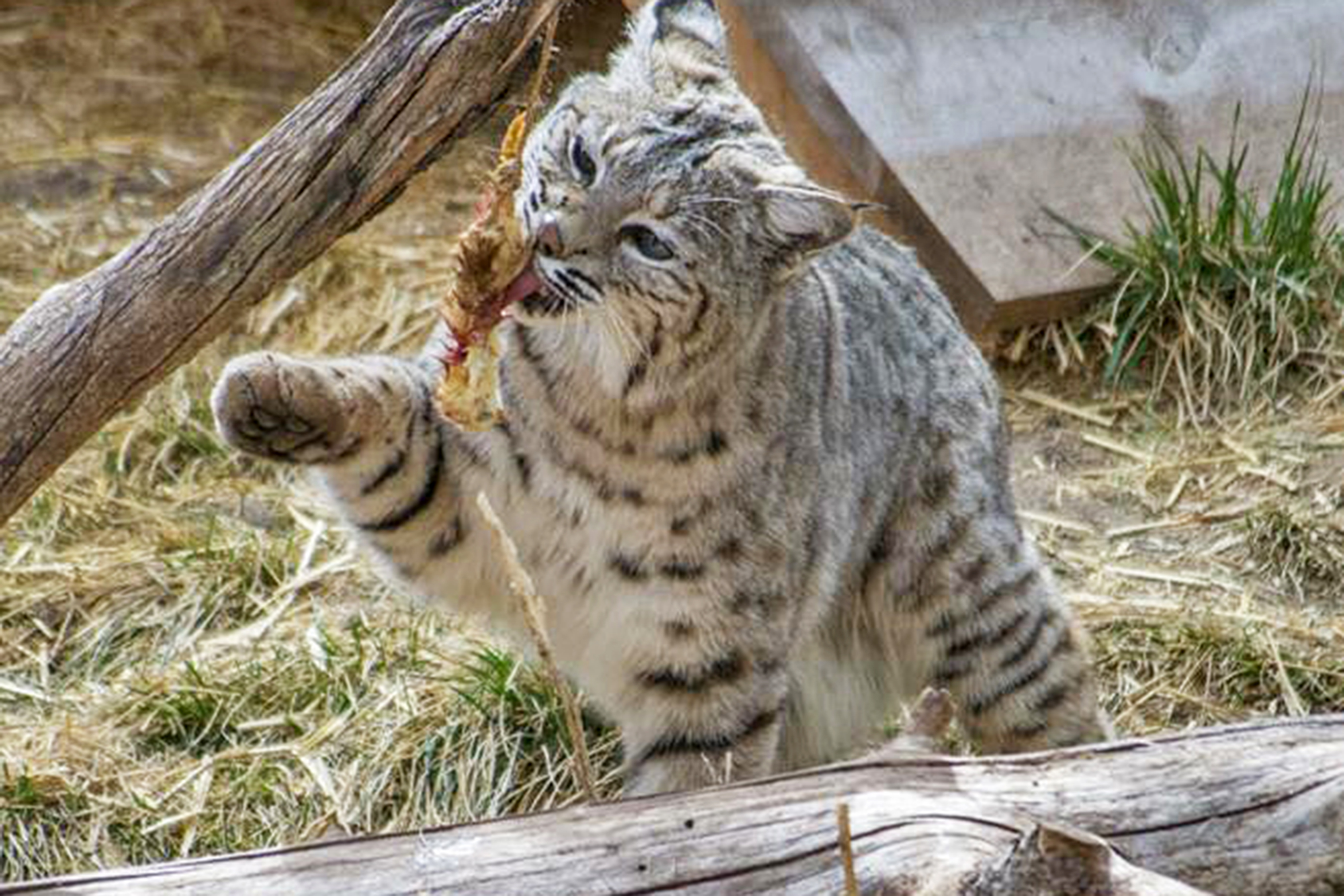 Кошка бобкэт фото