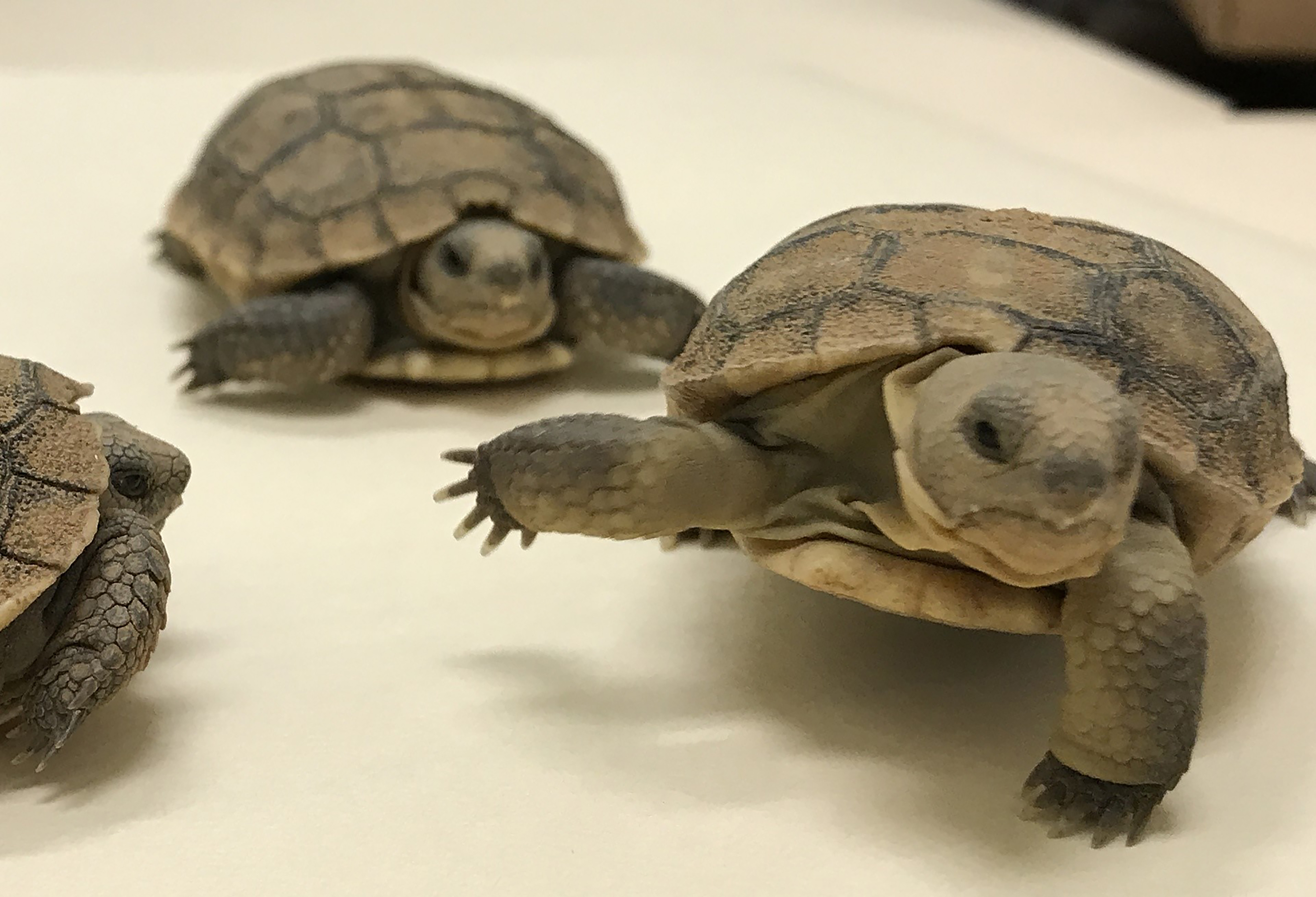 Adopt a tortoise! | The Daily Courier | Prescott, AZ