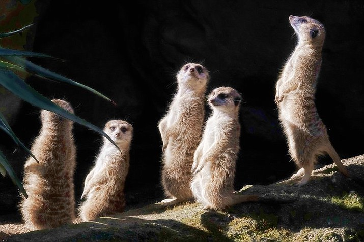 Los Angeles Zoo’s new meerkats warm themselves in the morning sun in their enclosure known as meerkat manor in on Thursday, March 15, 2018. The Los Angeles Zoo’s new breeding group of meerkats is now on exhibit. The “mob” of meerkats includes four males that arrived from the Zoo de Granby in Quebec last September and three females that came from Sedgwick County Zoo in Wichita, Kansas, in January. (AP Photo/Richard Vogel)

