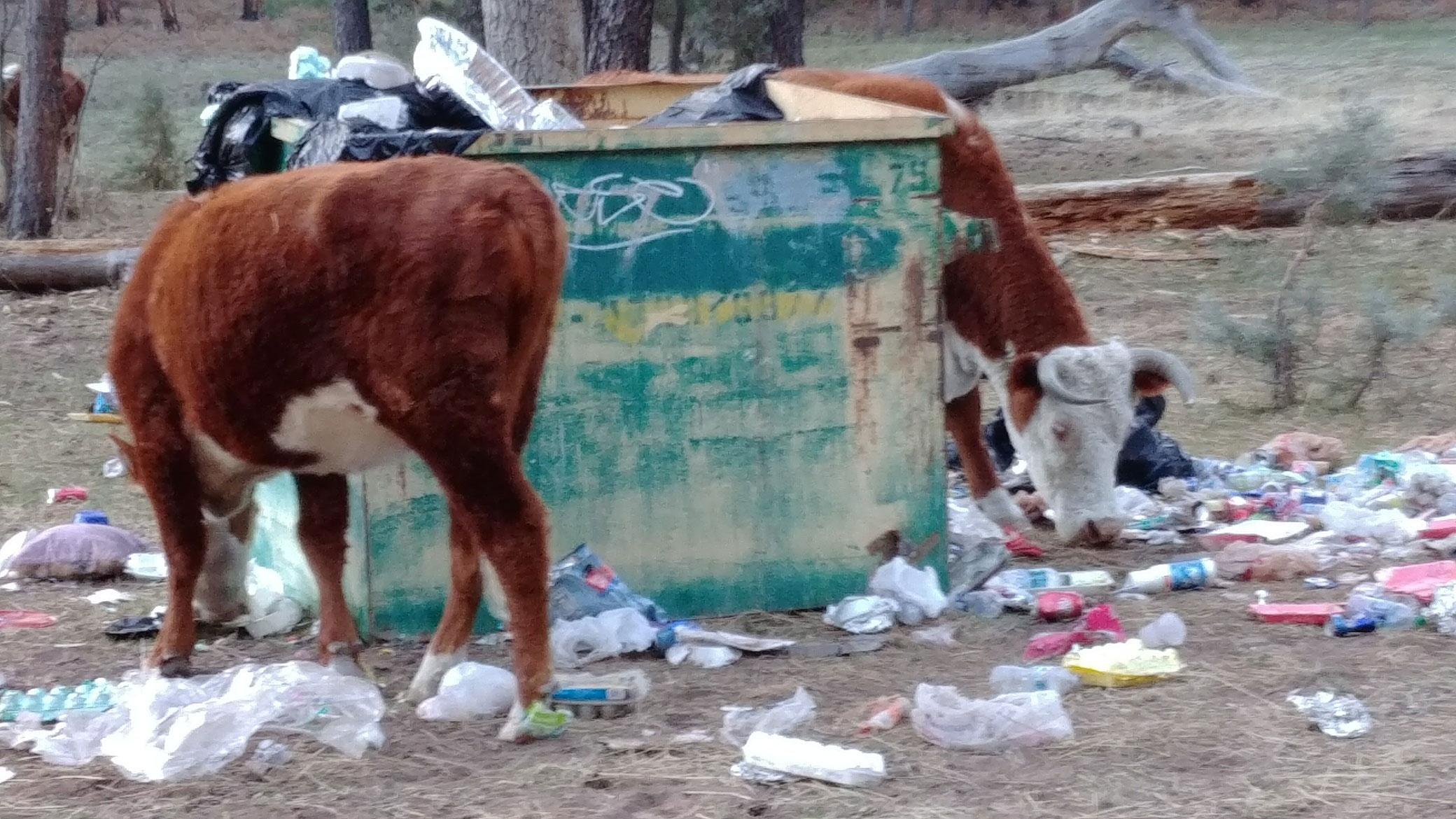 Littering a disgrace on the San Carlos Reservation Kingman Daily