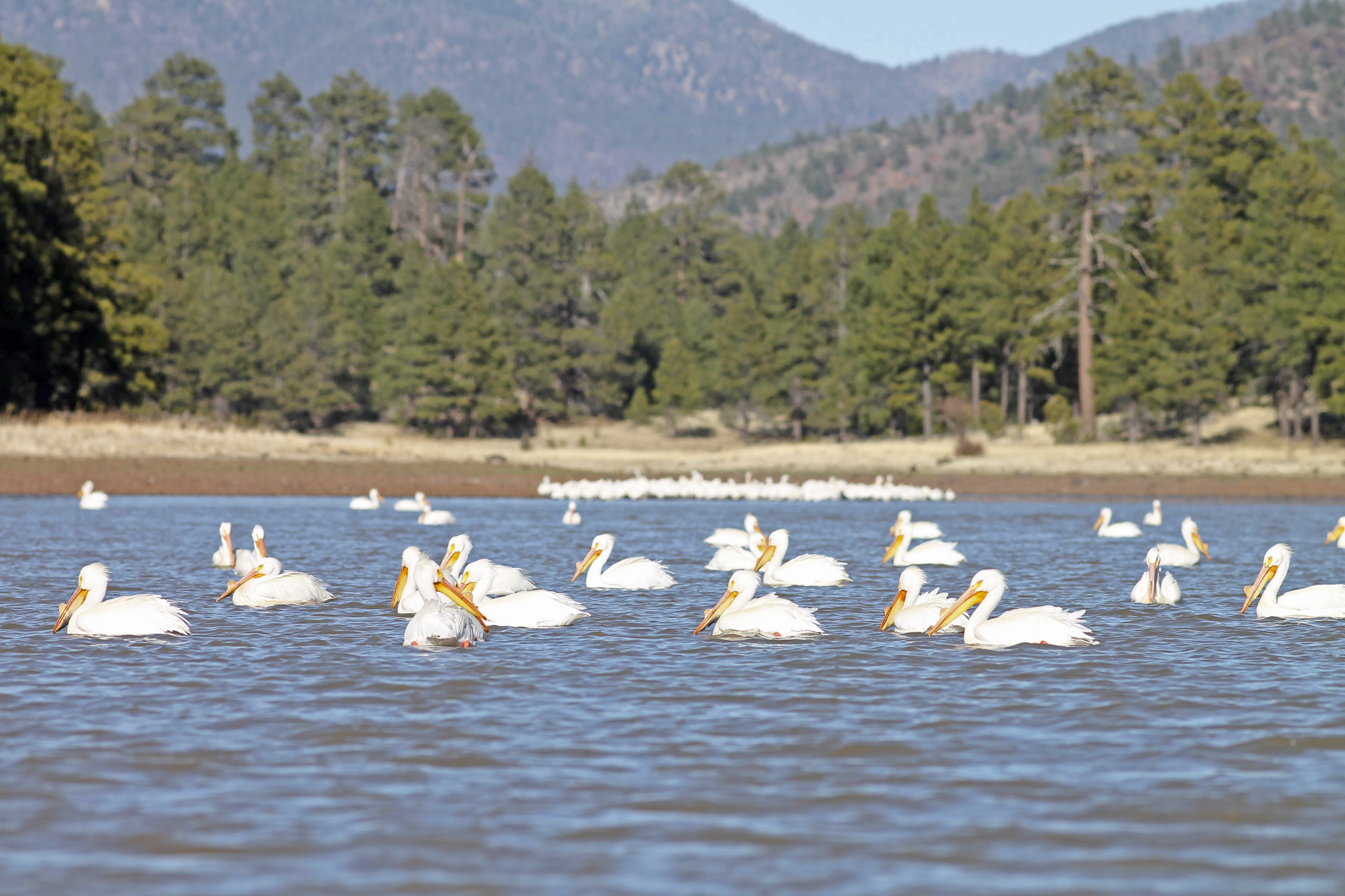 Kaibab lake