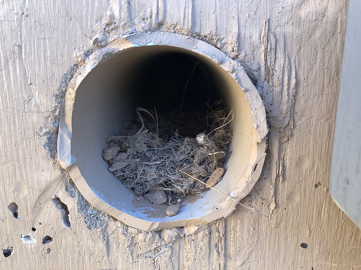 This April 2018 photo pictures a rough-winged swallows’ nest in a recessed tube in a cement culvert beneath Pioneer Parkway. Birds usually place their nests in locations that are well hidden, providing protection from the elements and from predators. (Eric Moore/Courtesy)