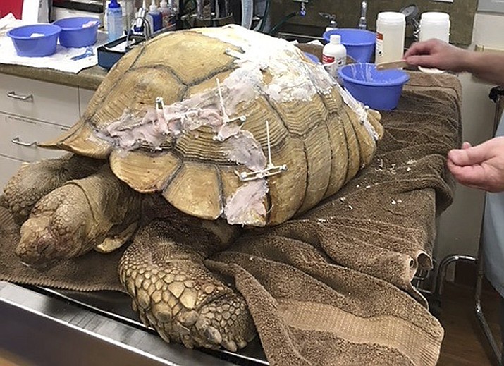 In this Tuesday, April 17, 2018, photo, a veterinarian works on a wayward tortoise that cracked its shell after falling off a 10-foot wall in San Diego County. The tortoise is recovering after vets used screws, zip ties and denture material to repair it. County Animal Services Director Dan DeSousa says the male 90-pound African spurred tortoise probably was a pet that got loose from a yard. (San Diego County Department of Animal Services via AP)

