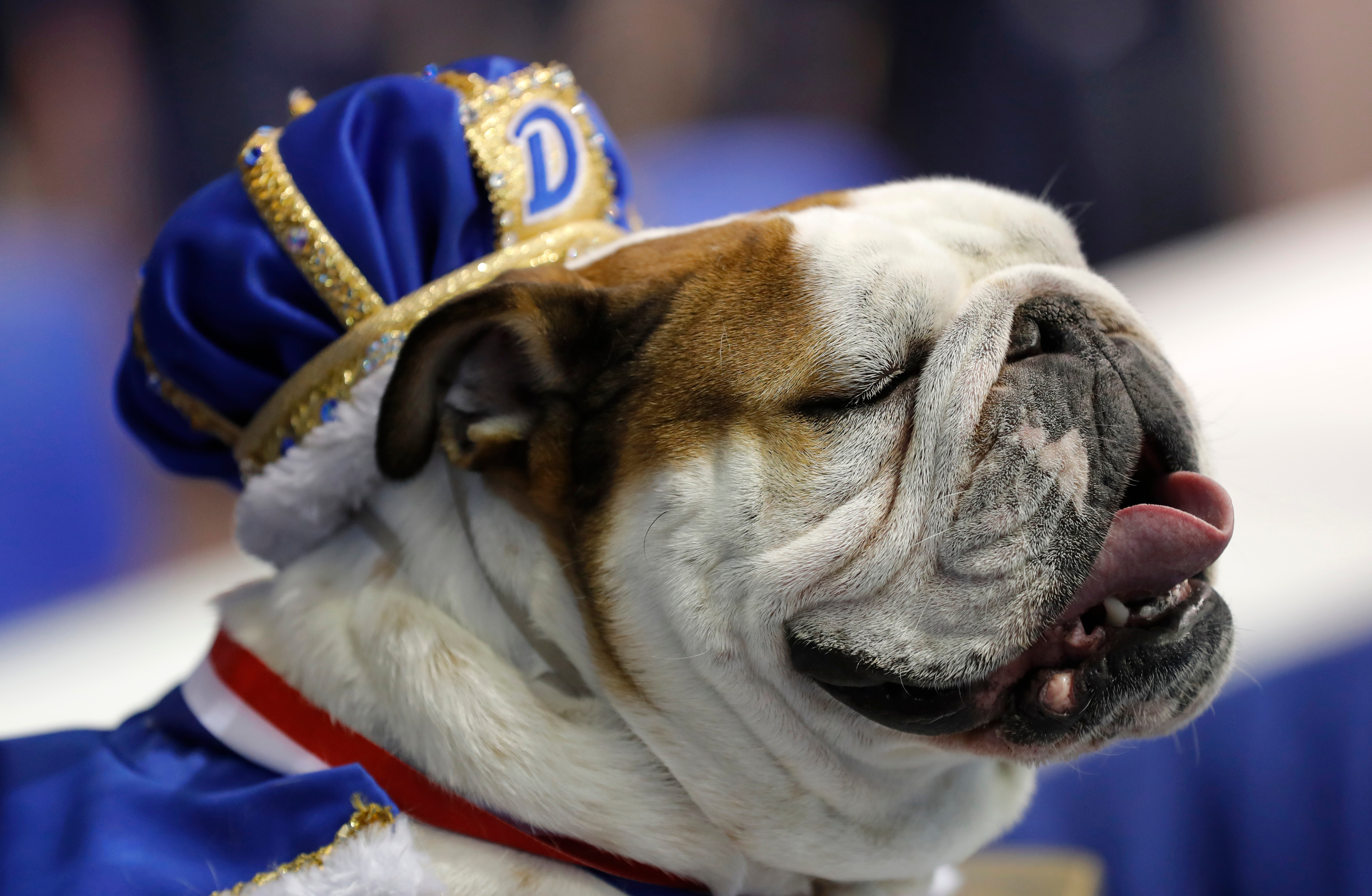 'Bow-Z' wows crowd at bulldog pageant for Drake Relays ...