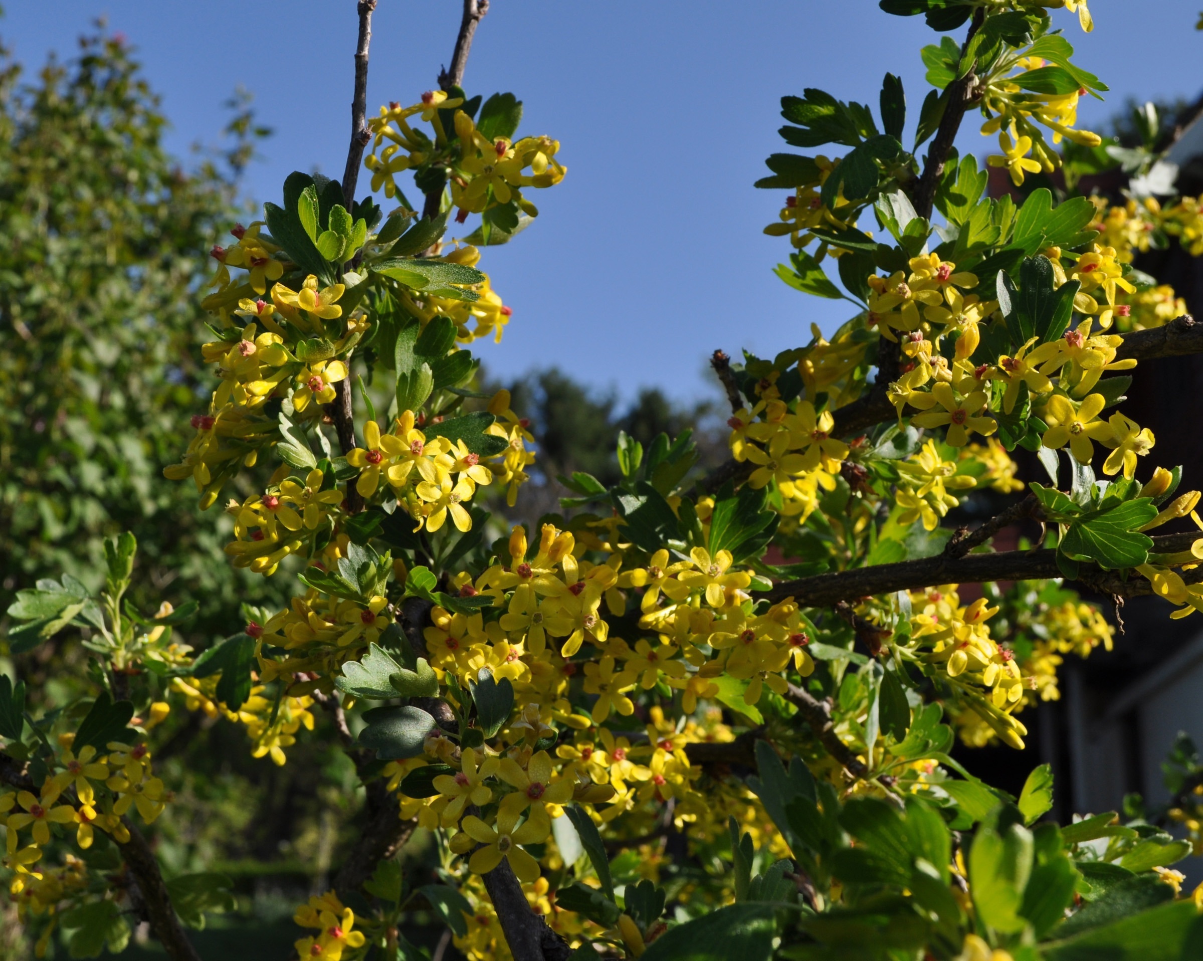 For both beauty and flavor, consider planting berry bushes The Daily