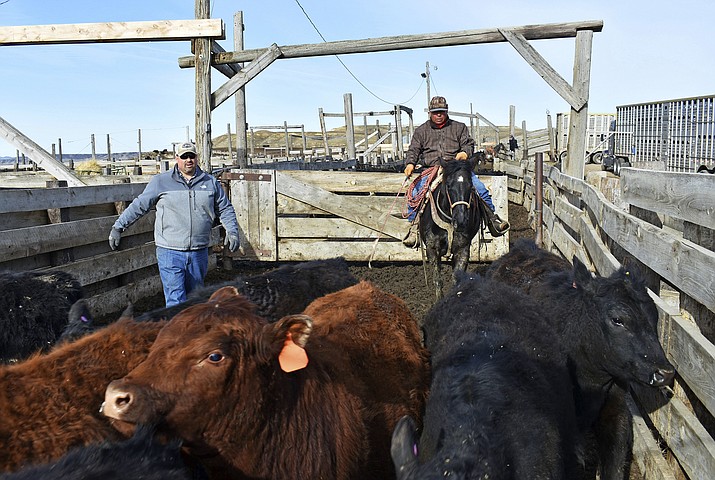 In this April 1, 2018, photo, Mike Wacker, left, and Juan Ulloa move cattle at Cross Four Ranch before the animals are shipped to summer pasture in Sheffield, Mont. Cross Four has thousands of cattle ready for export to China but a trade dispute could undermine those plans. (AP Photo/Matthew Brown)

