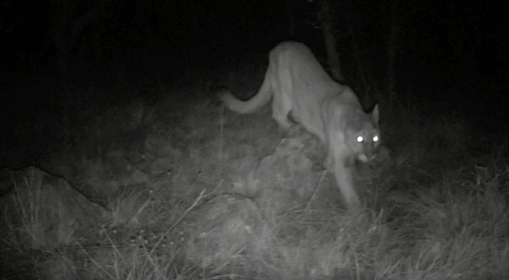 A mountain lion is pictured on a trail cam near Second Street in Williams sometime between April 10 and 12. The Arizona Game and Fish Department is monitoring the area and any reported mountain lion activity. (Brian Markham/Courtesy)