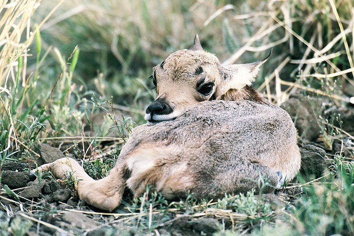 A pronghorn fawn lies hidden in Arizona grassland. (George Andrejko/Courtesy Arizona Game and Fish Department)