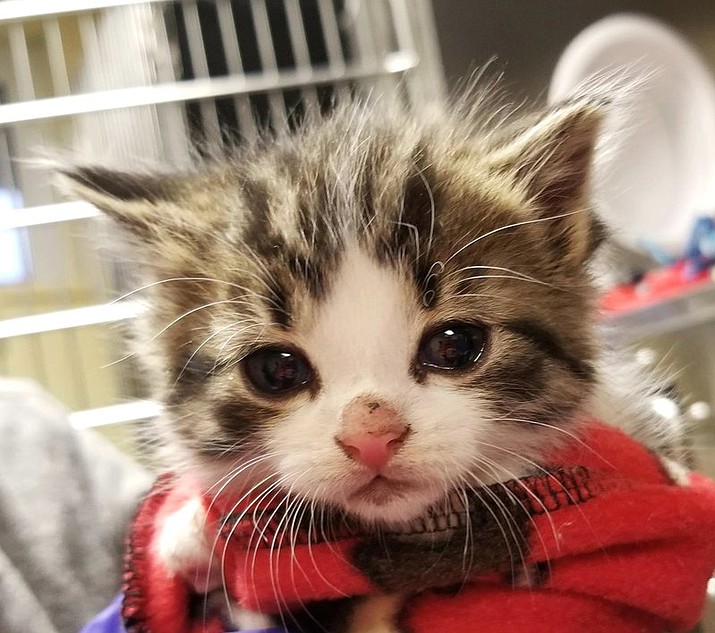 This 2018 photo released by the Michigan Humane Society shows a kitten named Badges. The Troy, Mich., police department has created a new rank of “pawfficer” for the cat that has joined the force. Badges will be used for therapeutic purposes and make public appearances. (Michigan Humane Society via AP)

