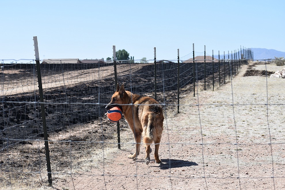 A family dog watches as residents in the area woke up May 12, 2018, to survey damage to homes and property caused by the Viewpoint Fire in the Poquito Valley area of Prescott Valley, Arizona. (Richard Haddad/WNI)