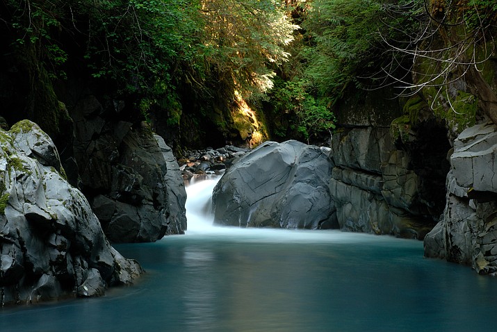 Hoh Rainforest in Olympic National Park. (Photo/NPS)