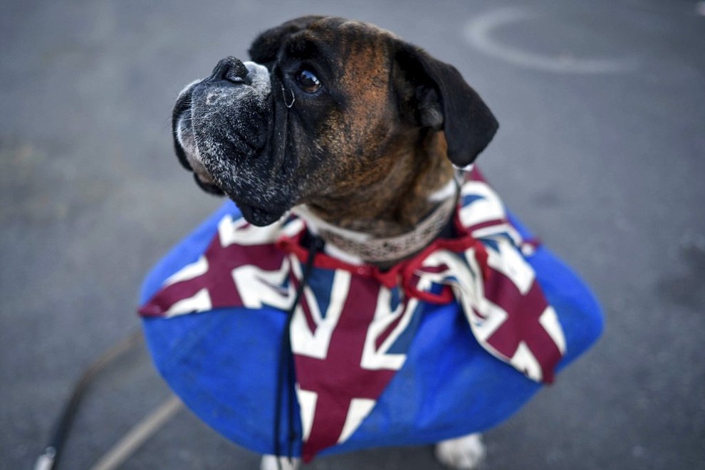 A dog wears a Union flag collar in Windsor ahead of the wedding of Prince Harry and Meghan Markle at Windsor Castle near London Saturday, May 19, 2018. (Peter Summers/PA via AP)