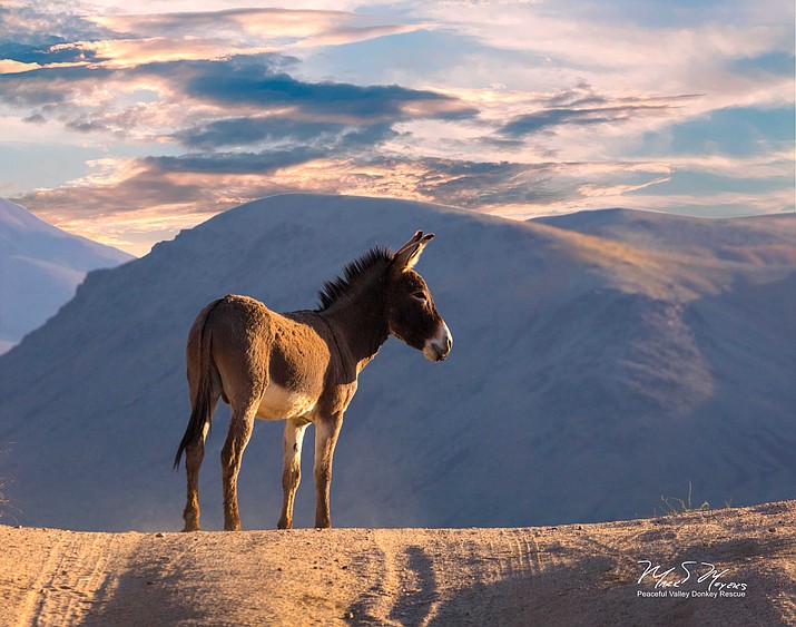 Peaceful Valley Donkey Rescue will capture 2,500 burros from Death Valley National Park and relocate them to offsite adoption facilities and sanctuaries. (Photo/Mark Meyers)