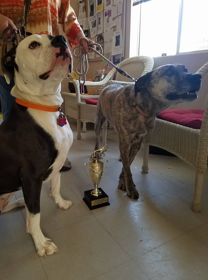 Kingman Photo Best Howlin’ Dog Kingman Daily Miner Kingman, AZ