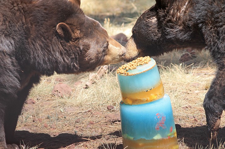 Bearizona Bears enjoy an enrichment treat to celebrate the park's eighth anniversary.