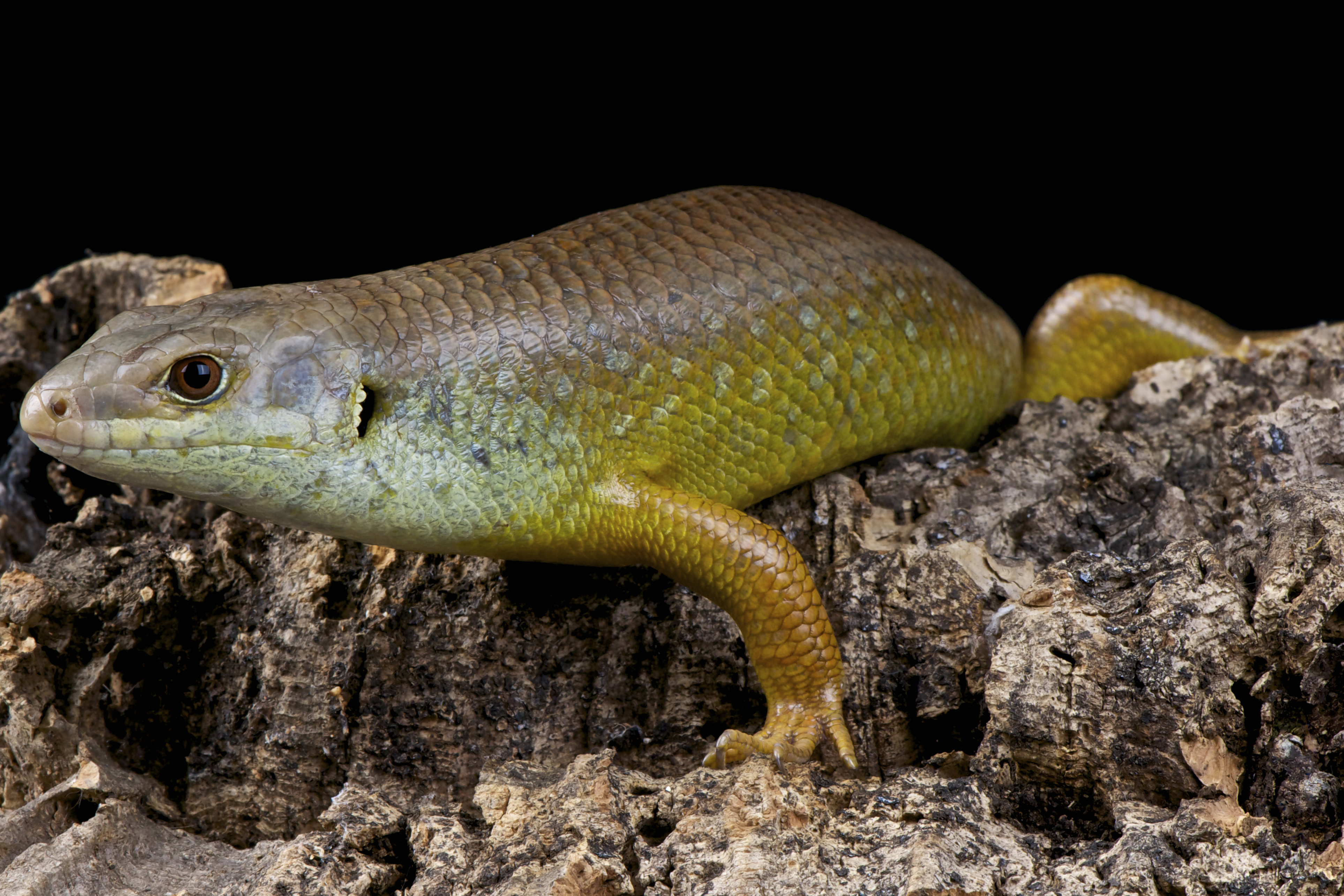 The Evolutionary Puzzle:  Why Humans Lack Physical Strength - mnys004