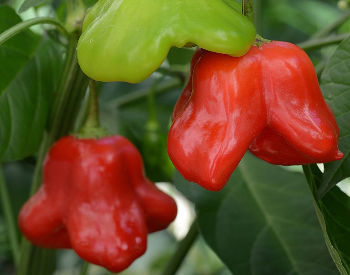 The uniquely shaped Mad Hatter sweet red pepper has a refreshing citrusy floral flavor. (All-America Selections/Courtesy)