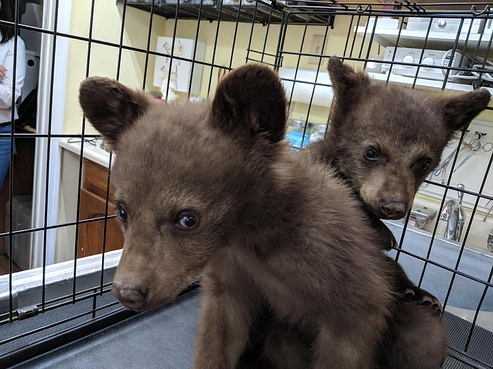 Two orphaned bear cubs have been placed in the care of Bearizona wildlife rescue park in Williams after their mother was euthanized. The park said the 4-month-old black bears were rescued from a treetop in Arizona's White Mountains, and were so small a climber was able to lower them to safety in a backpack. The park says the Arizona Game and Fish Department was forced to euthanize the cubs' mother after twice removing her from a residential area in the town of Pinetop-Lakeside. (Bearizona)