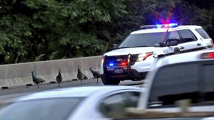 This still image taken from video provided by CBS 3 Philly KYW-TV shows four peacocks that escaped from the Philadelphia Zoo walking on the shoulder of on Interstate 76, alongside the vehicle of a Pennsylvania State Police trooper attempting to safeguard them Wednesday, May 30, 2018, in Philadelphia. One of the four peacocks that escaped was found dead Thursday, May 31, 2018, according to Philadelphia Zoo spokeswoman Dana Lombardo, and likely had been hit by a vehicle. (CBS 3 Philly KYW-TV via AP)

