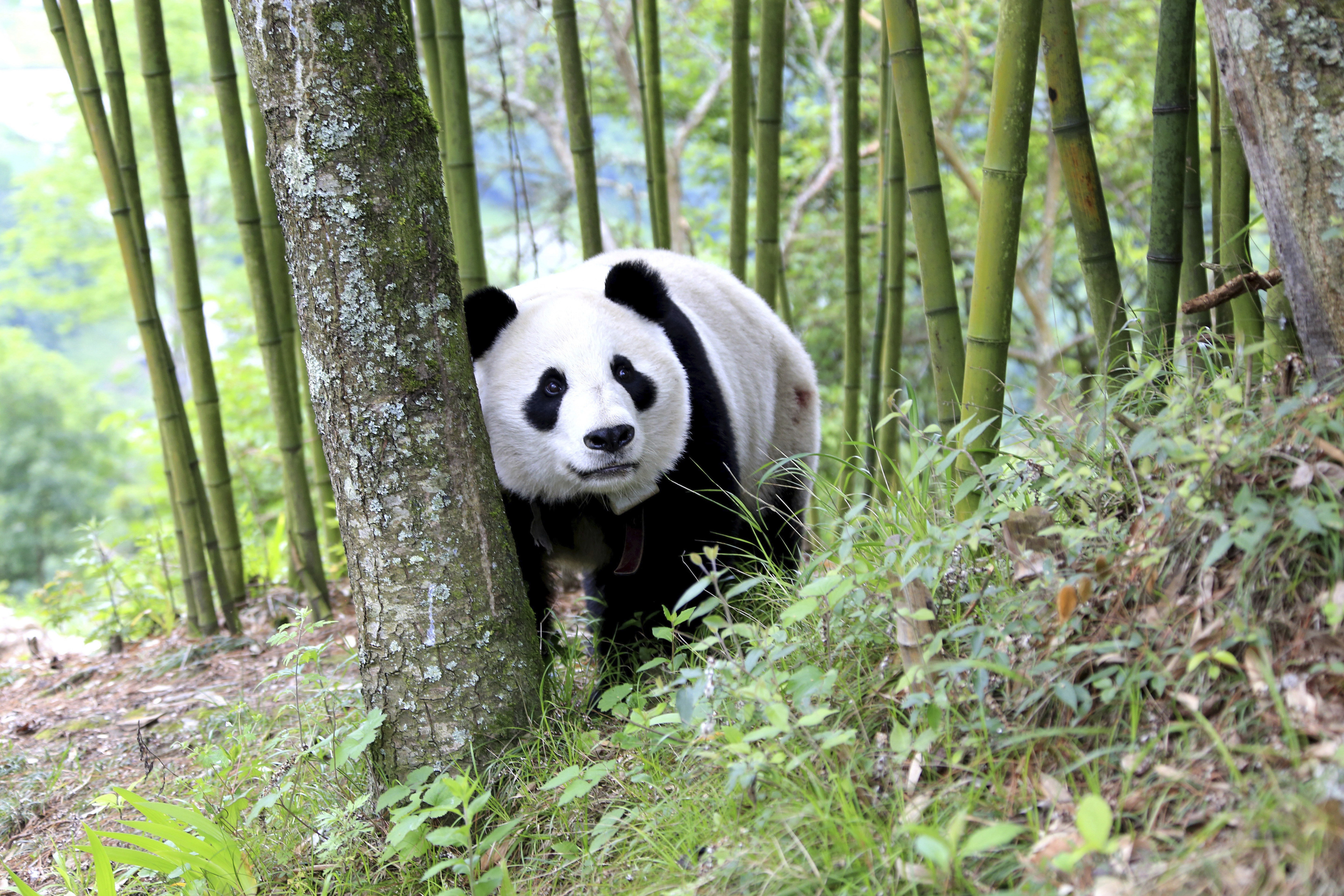 Где живет панда на каком. Большая бамбуковая Панда. Сычуань панды. Большая Панда или бамбуковый медведь. Бамбуковые панды китайские.