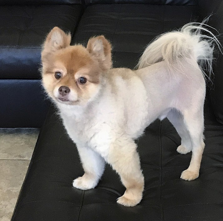 This undated photo provided by Michael Dellagrazie of Staten Island, N.Y., via his attorney Evan Oshan, shows Dellagrazie's Pomeranian named Alejandro, who was found dead in its carrier Wednesday, May 30, 2018, at a cargo facility at Detroit Metropolitan Airport. The dog was traveling with Delta Air Lines and was making a temporary stop in Michigan on its way to Newark, N.J., from Phoenix. It had been flying alone in the cargo section according to Oshan. (Courtesy of Michael Dellagrazie via AP)

