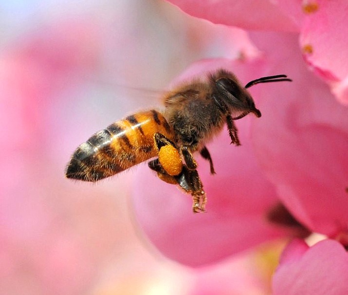Losing honeybees means more than just a world without honey. These insects play a major role in producing all kinds of foods, including berries, fruit, almonds, melons, squash and cucumbers. 