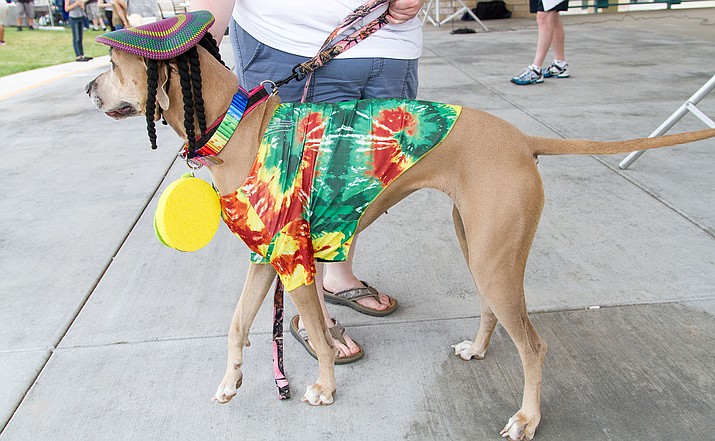 This well-attired dog, Rasta Dane, won the 2017 Best Psychedelic Costume contest. See who will win this year at WOOFstock at the Prescott Valley Civic Center Saturday, June 9. (Courtesy/The Prescott Dog magazine)
