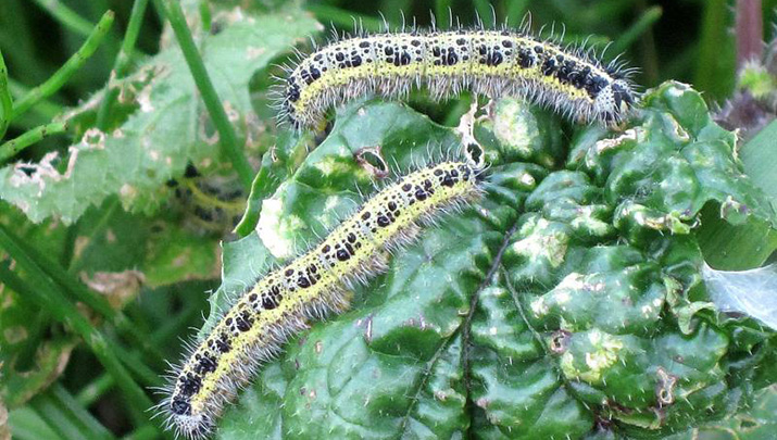 Wandering caterpillars make for slippery road in Maine | The Daily ...