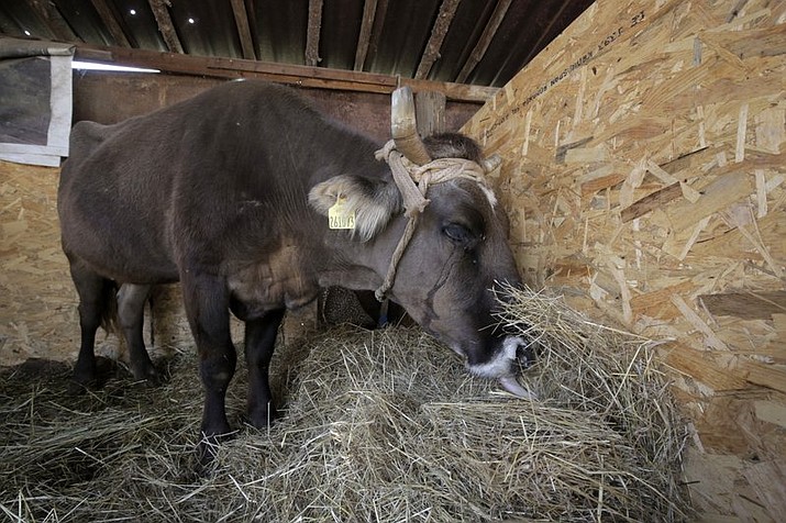 Penka the cow under quarantine in the village of Kopilovtsi, Bulgaria, Tuesday, June 12, 2018. The cow was saved from being put down after pressure of public discussion, after it strayed outside the EU borders, from Bulgaria into Serbia. (AP Photo/Valentina Petrova)


