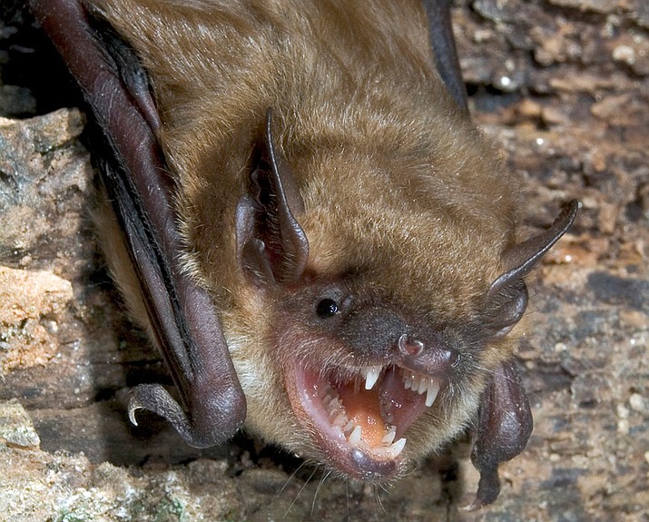 Two bats in the metro Phoenix area have tested positive for rabies in the past week. (National Science Foundation photo/Courtesy)