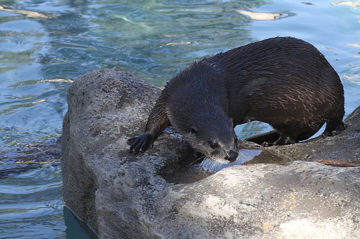 The newest otter exhibit at Bearizona features a water slide, underwater viewing window and 45,000 gallon pool. The exhibit is located next the gift shop at Bearizona. (Loretta Yerian/WGCN) 