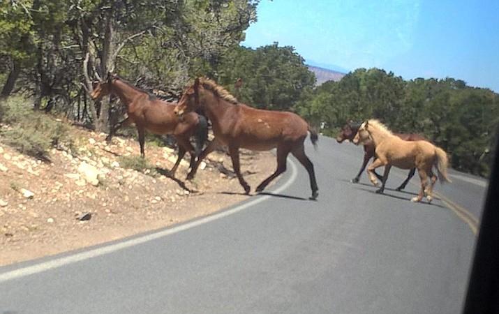 A visitor captured a photo of several horses in the park May 23. It’s not clear if they are the same ones found near Havasupai Point. (Submitted photo)