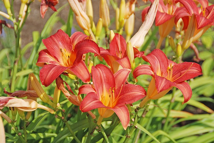 Removing faded flowers before they can set seed, also known as deadheading, encourages an additional flush of flowers on many perennials including daylilies. (Melinda Myers/Courtesy)