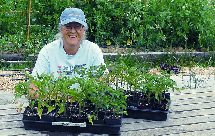 In this June 21, 2018, photo, Cary Peterson, program coordinator for the South Whidbey School Farms Program in Langley, Wash., is shown preparing some plant sets for volunteers to put into the ground. These summertime work parties are organized so crops are ready for students to cultivate upon their return from their summer vacation. The volunteers often build their lunches around some of the fresh leafy edibles after they finish work. (Dean Fosdick via AP)
