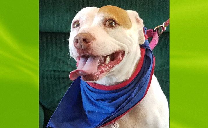 Patriotic pup for adoption: Shayla, a  Staffordshire/Labrador mix, is  5 years old and 48 pounds. She is sweet, affectionate and a bundle of energy that absolutely adores children. Photo courtesy of 
Verde Valley Humane Society