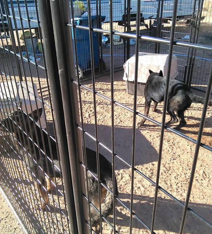 Supervisors to review ordinances for dog kennels Kingman Daily Miner