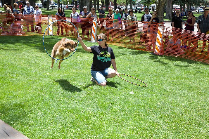 United Animal Friends will host Woof Down Lunch on the courthouse plaza in Prescott from 10 a.m. to 3 p.m. on Saturday, Aug. 4. Above, Holly Hill and her “trickster” Australian Shepherd, Lily, will present one of the demonstrations during Woof Down Lunch. (Courtesy)