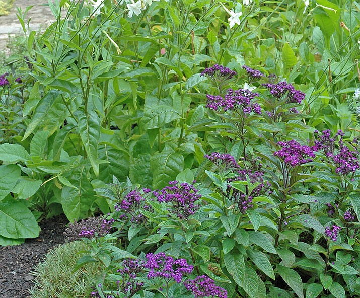 Heliotrope, nicotiana and other fragrant flowers can provide aromatherapy at the end of a stressful day. (Melinda Myers/Courtesy)