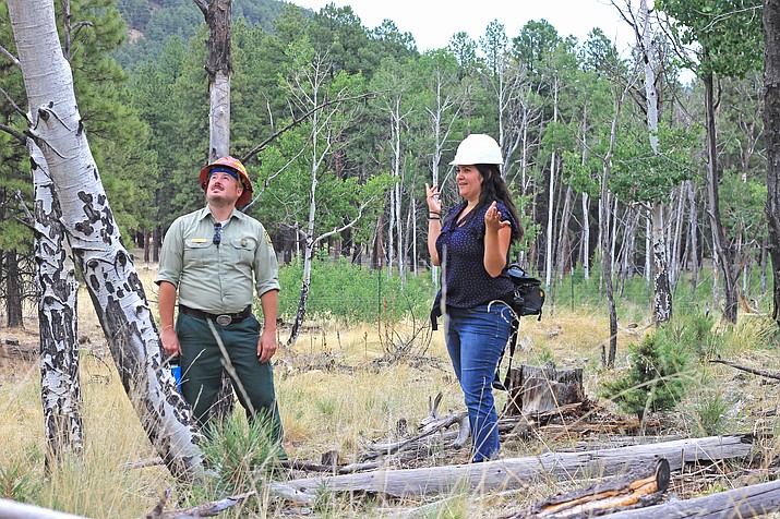 Kaibab National Forest silviculturist Josh Giles and Forest Health entomologist Amanda Grady look at a stand of aspen trees on Kaibab National Forest. Forest managers are concerned with die-off in areas that have become infested with oystershell scale insects. (Wendy Howell/WGCN)
