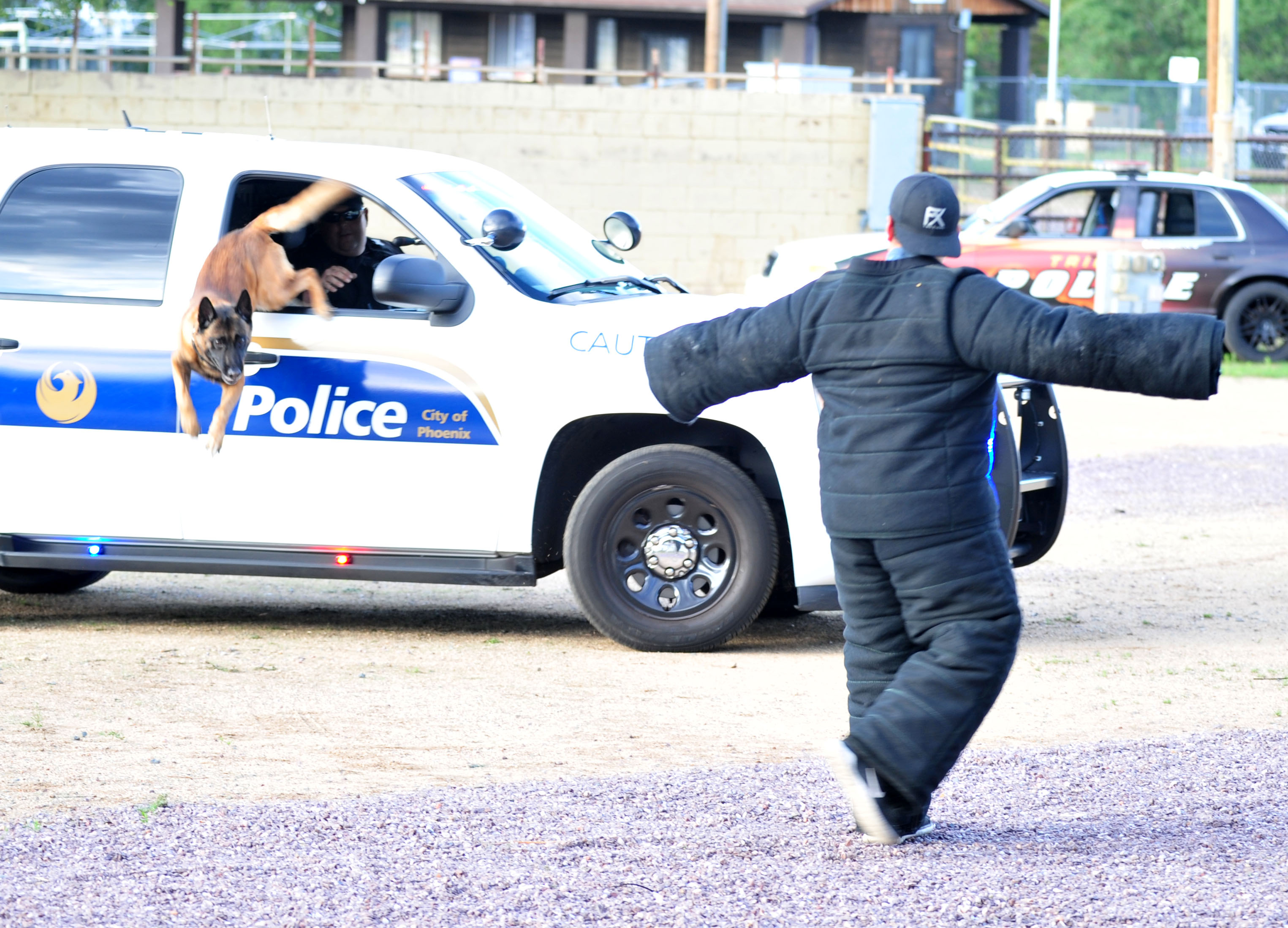 K-9 demonstration shows off skill sets of four-legged officers - The Daily Courier 1 K-9 demonstration shows off skill sets of four-legged officers - The Daily Courier 1