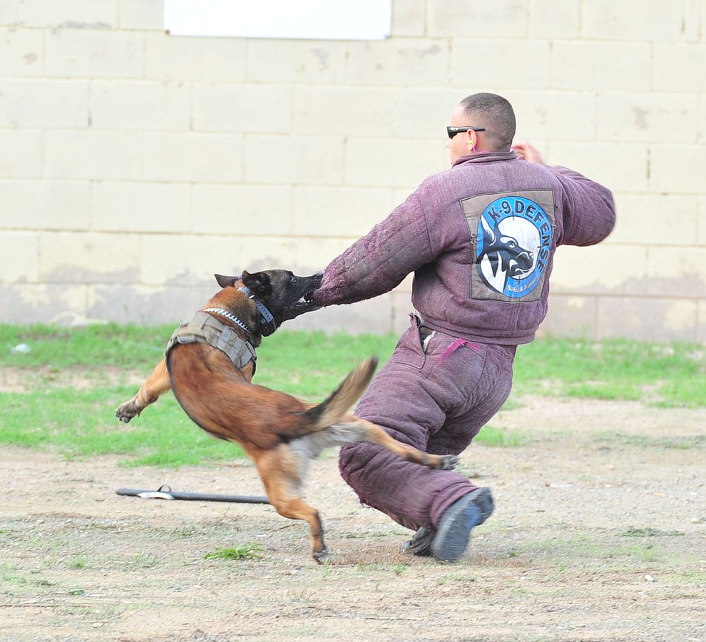 A K-9 tries to take down a "suspect" as police K-9 handlers and their partners from throughout Arizona who are attending the 26th annual Canine Survival Seminar at Yavapai College hold a public demonstration at the Prescott Rodeo Grounds Tuesday, July 17, 2018.(Les Stukenberg/Courier)