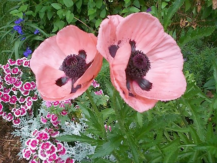 The Oriental poppy has long tap roots, equating to long life. (Watters/Courtesy)