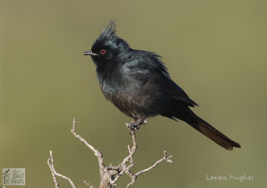 Moore I spy a mystery bird! The Daily Courier Prescott, AZ